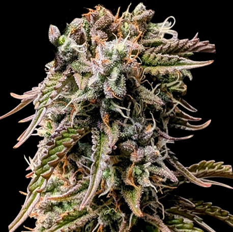 Runtz AutoFlower