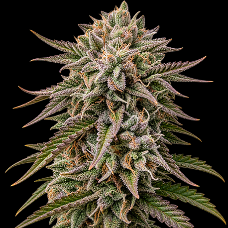 Runtz Autoflower