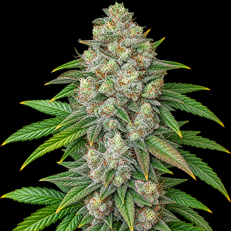 Mimosa Autoflower