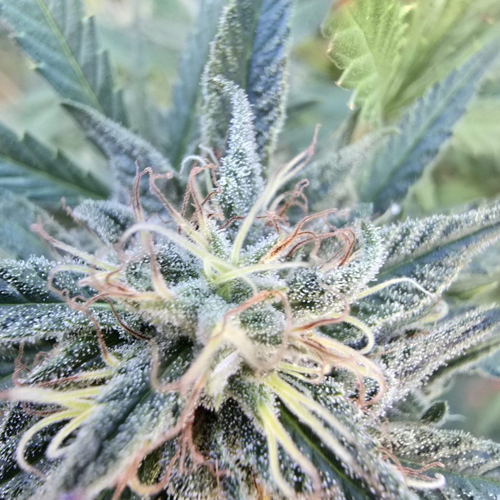 Image #1 from Anonymous