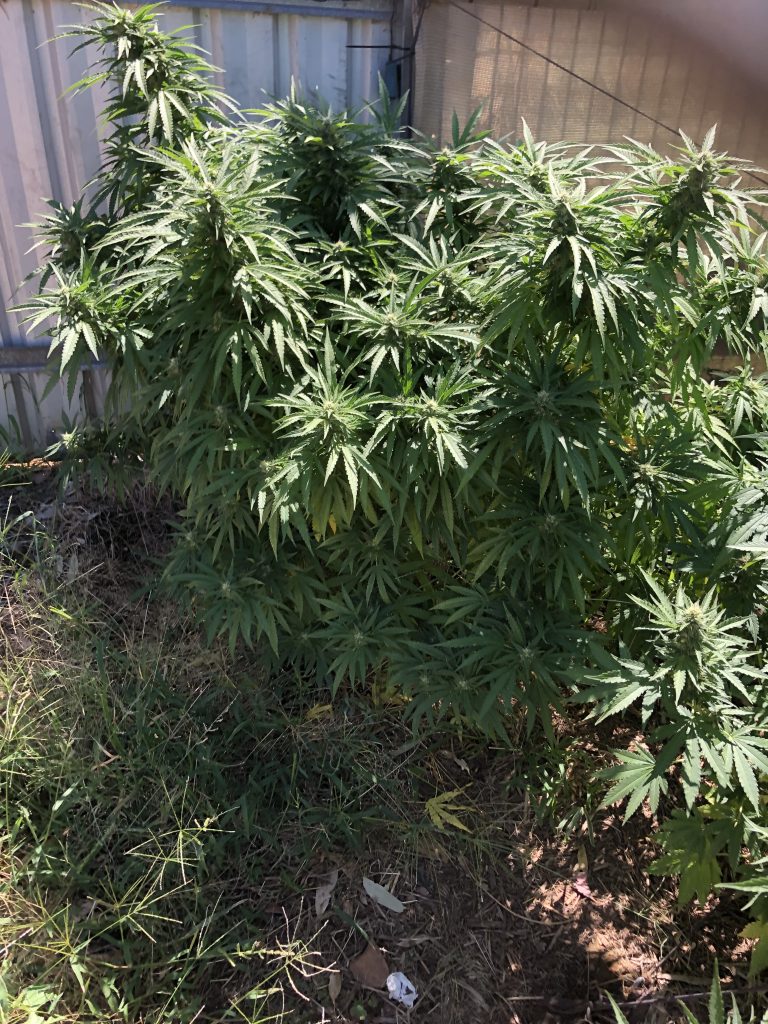 Image #1 from Graeme Oakes