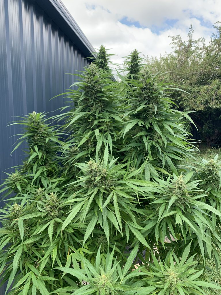 Image #1 from Peta V.