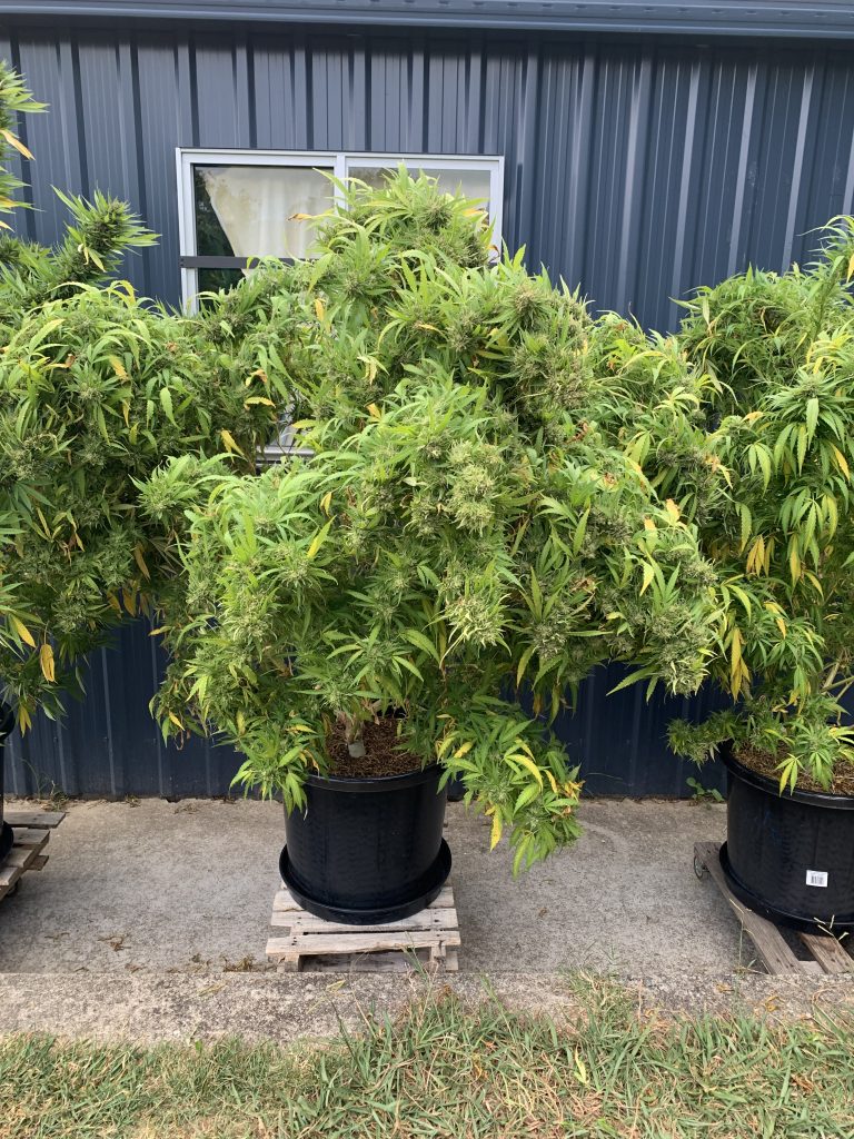 Image #2 from Peta V.