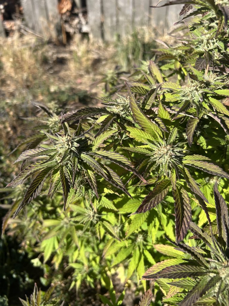 Image #2 from Anonymous