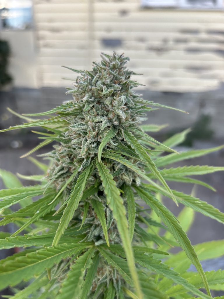 Image #2 from Anonymous