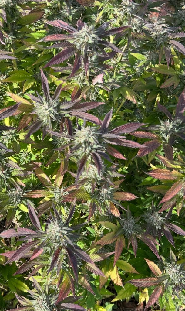 Image #1 from Anonymous