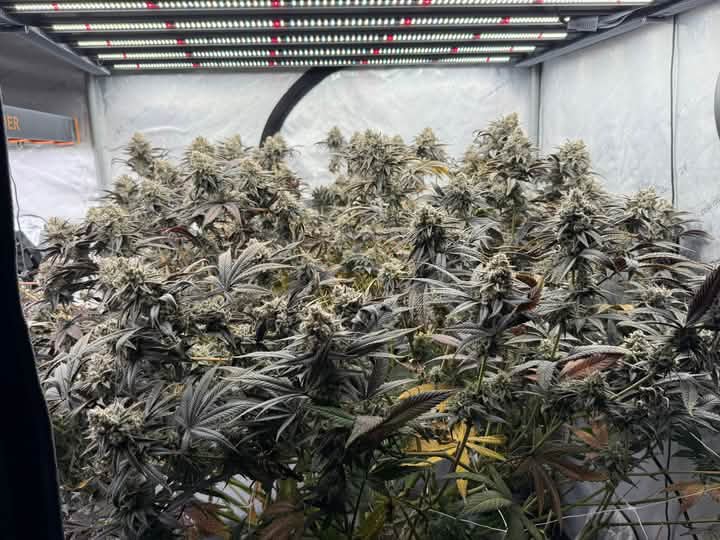 Image #3 from Lance Mills