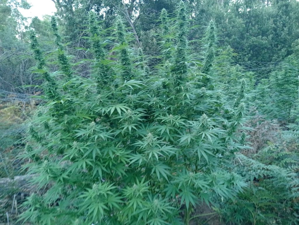 Image #2 from Lance Mills