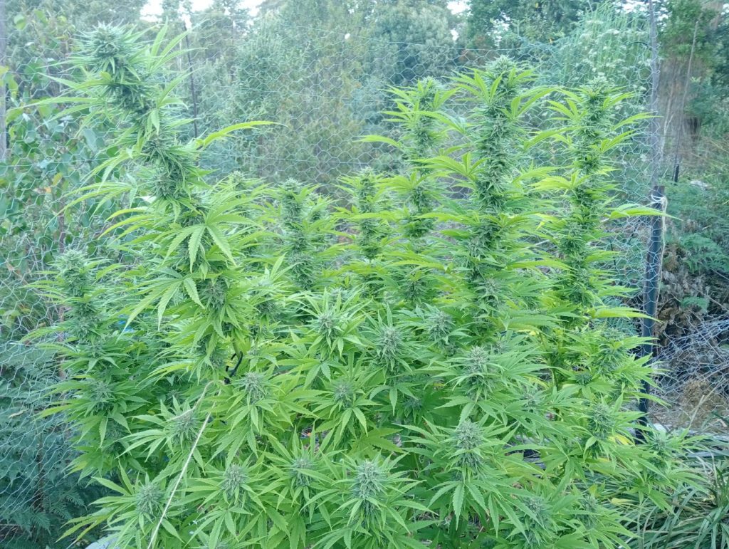 Image #1 from Lance Mills