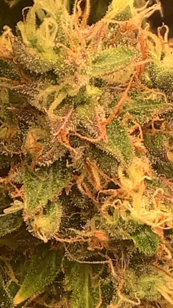 Image #1 from John Roberts