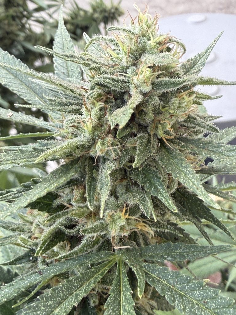 Image #1 from David W.