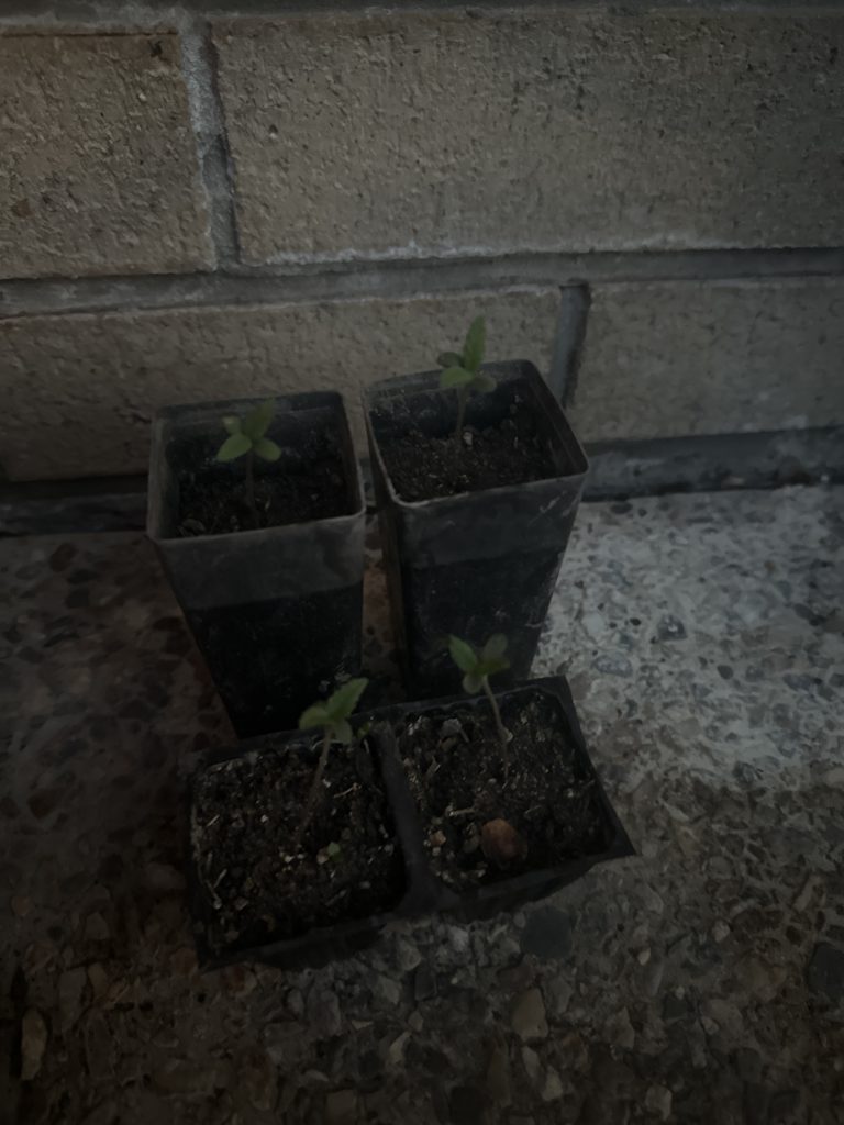 Image #1 from Murray