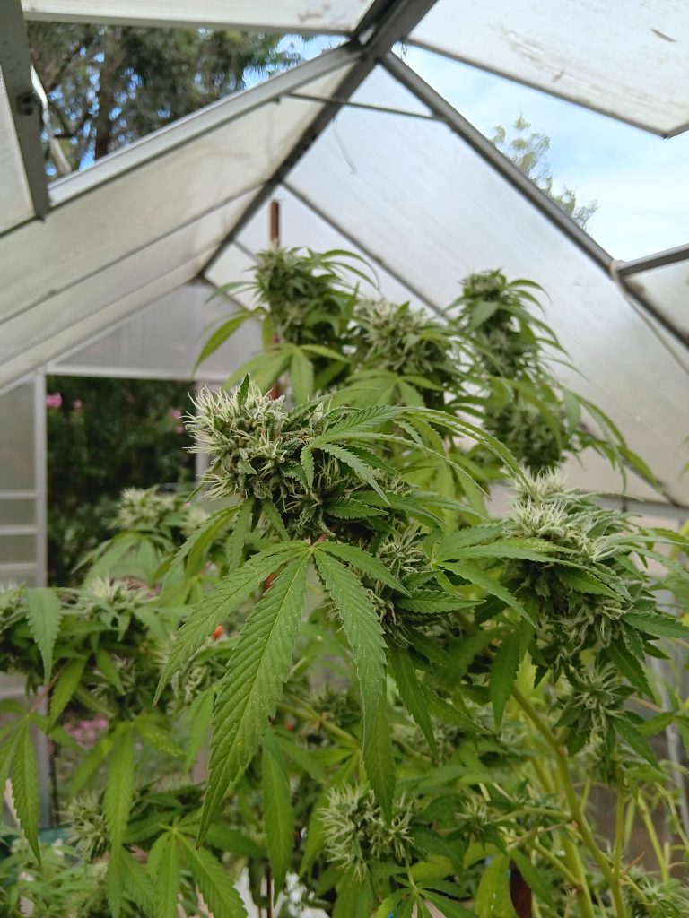 Image #2 from David Sattler