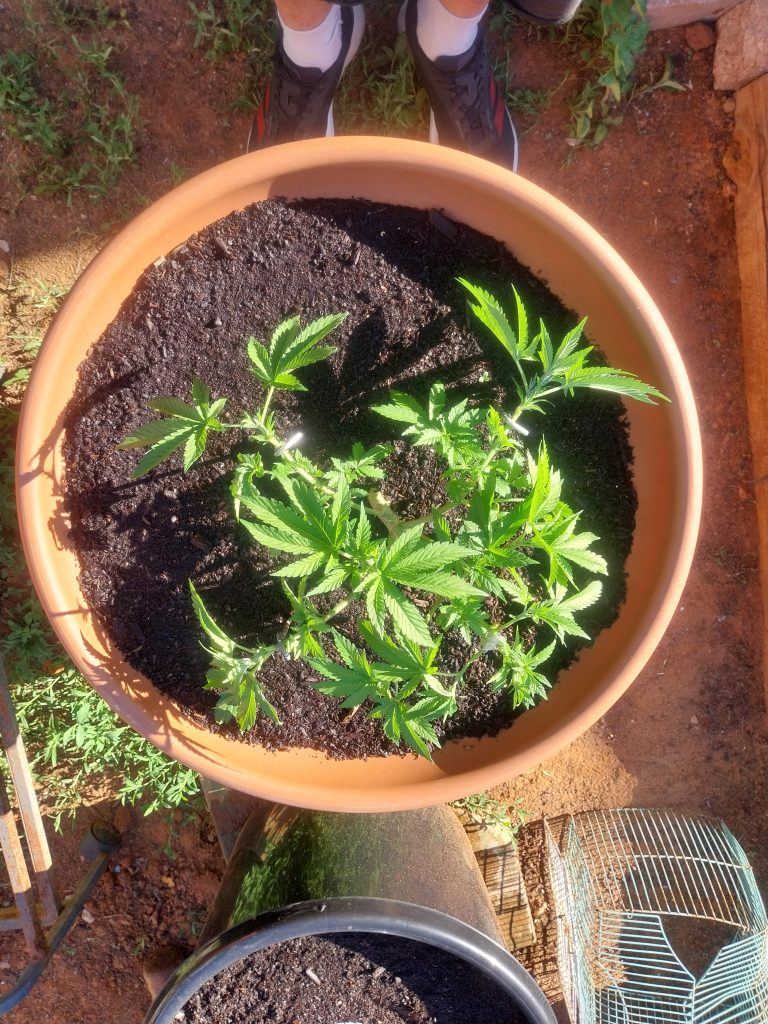 Image #3 from David Siklosi