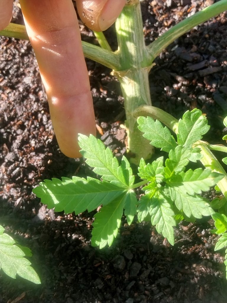 Image #2 from David Siklosi