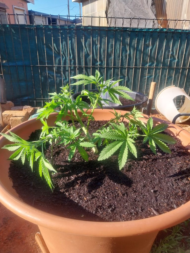 Image #1 from David Siklosi