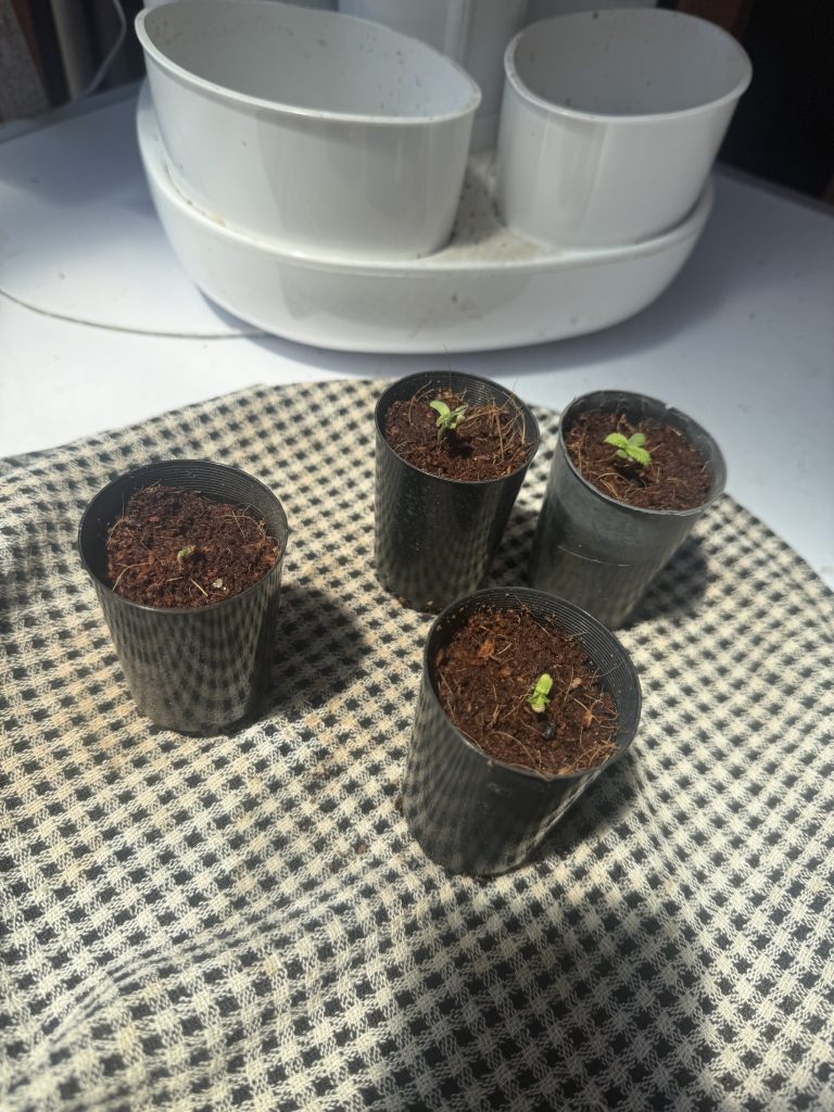 Image #3 from christoher sammons