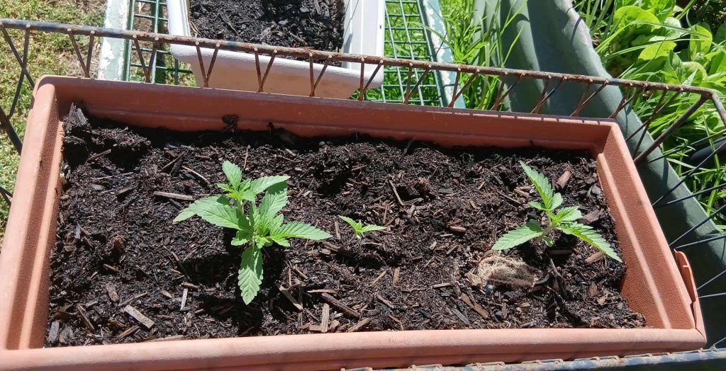 Image #1 from David T.