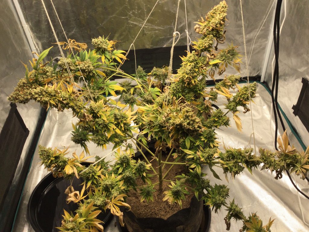 Image #1 from Anonymous