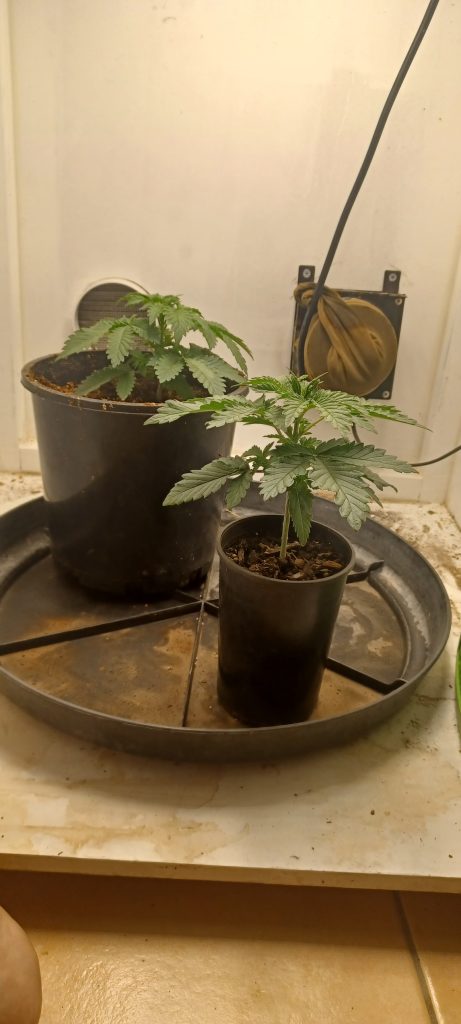 Image #1 from Robert