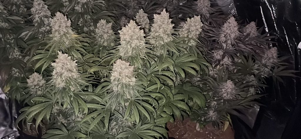 Image #2 from Anonymous