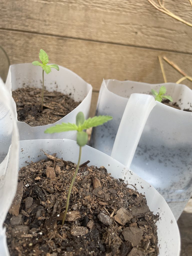 Image #1 from Andrew Randall