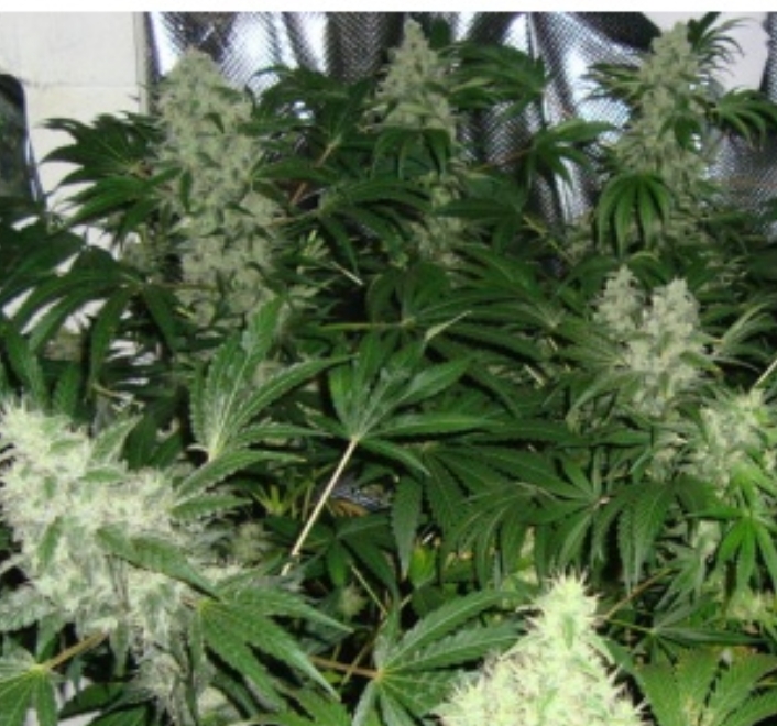 Image #2 from Haylen