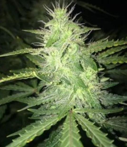 Image #1 from Haylen