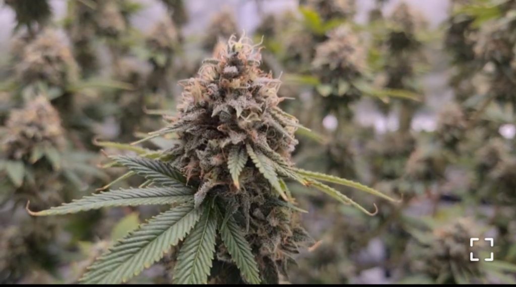 Image #1 from Anonymous