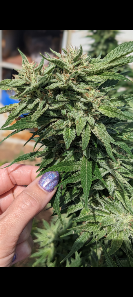 Image #1 from Anonymous