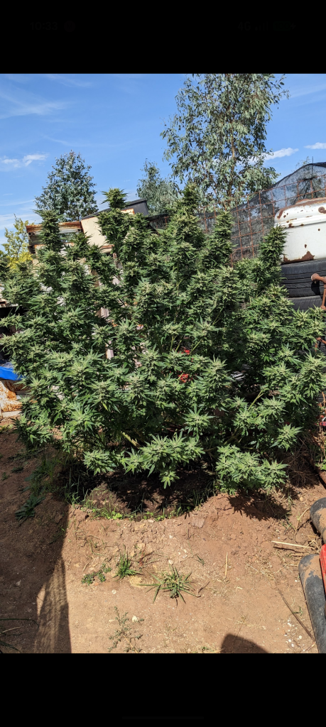 Image #2 from Anonymous