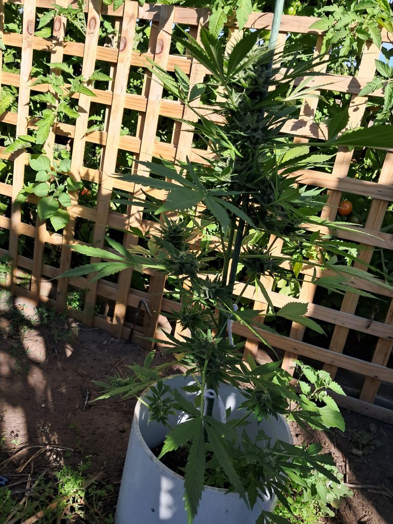 Image #1 from Damien Ryan