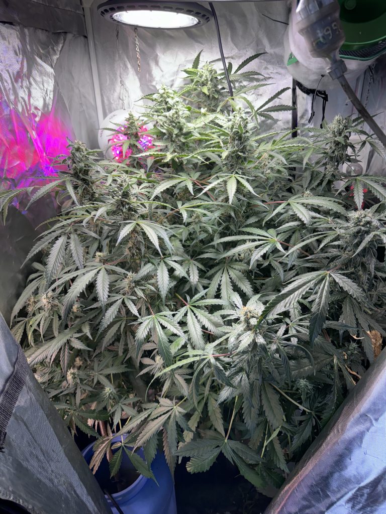 Image #2 from Anonymous
