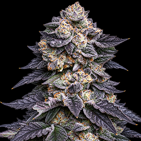 Apple Fritter Feminised