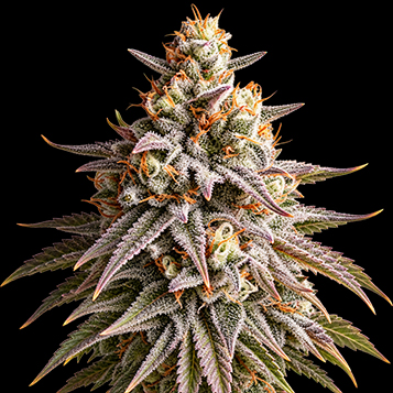 Gushers Autoflowering