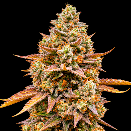 Mimosa Autoflower