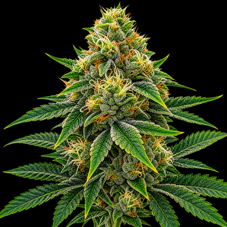 Tangie Autofower