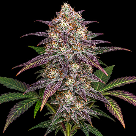 White Truffle Autoflower