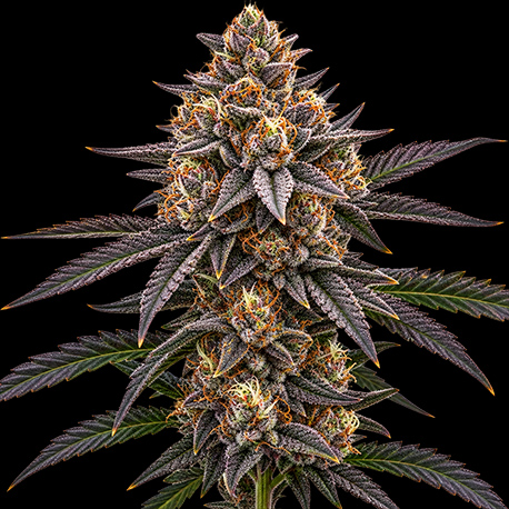 Apple Fritter Autoflower